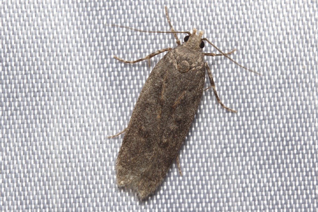 Filatima abactella