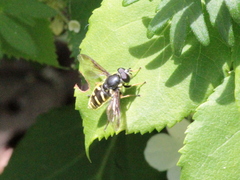 Sericomyia chrysotoxoides image