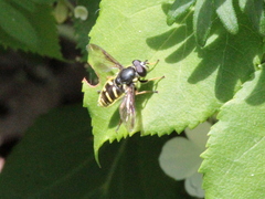 Sericomyia chrysotoxoides image