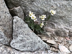 Draba borealis