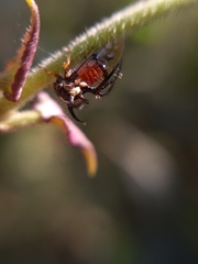 Cyphonia trifida