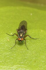 Poecilobothrus nobilitatus