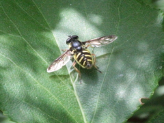 Sericomyia chrysotoxoides image