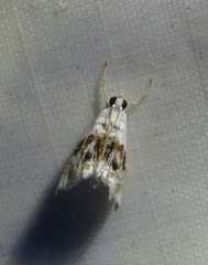Lipocosma sicalis