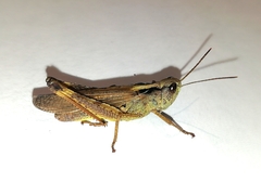 Megaulacobothrus aethalinus