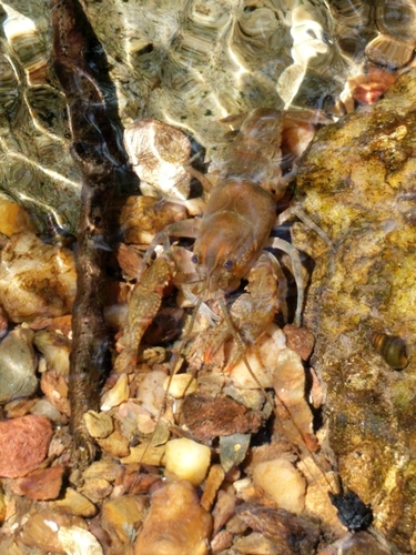 Cambarus latimanus