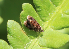 Olethreutes astrologana