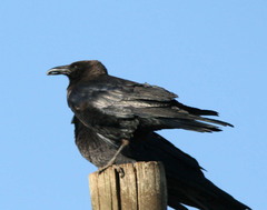 Corvus edithae