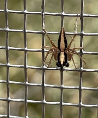 Oxyopes tridens