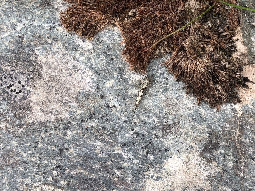 Arctic Bristletail