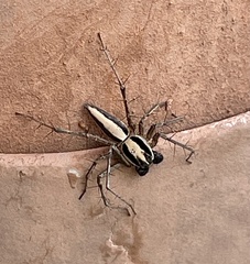 Oxyopes tridens