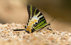 Graphium antiphates itamputi