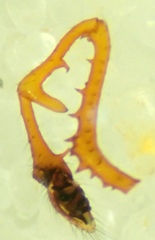 Erigone dentosa