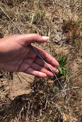 Elymus glaucus glaucus