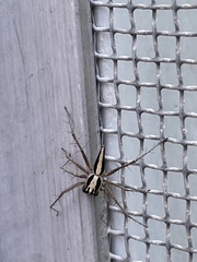 Oxyopes tridens