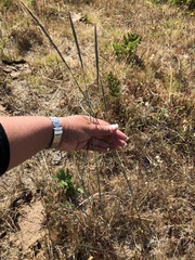 Elymus glaucus glaucus