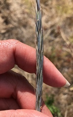 Elymus glaucus glaucus