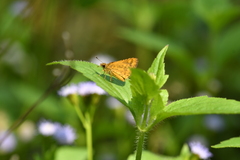 Ampittia dioscorides camertes