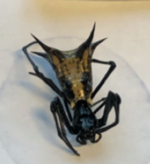 Micrathena vigorsi