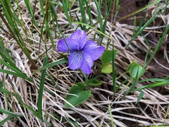 Viola langsdorffii