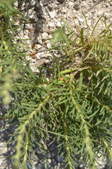 Liatris punctata mucronata