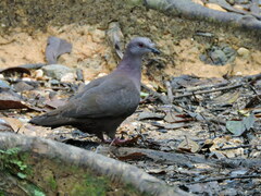 Patagioenas goodsoni