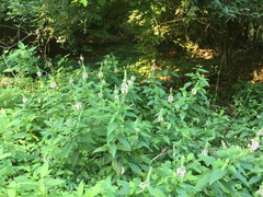 Teucrium canadense occidentale