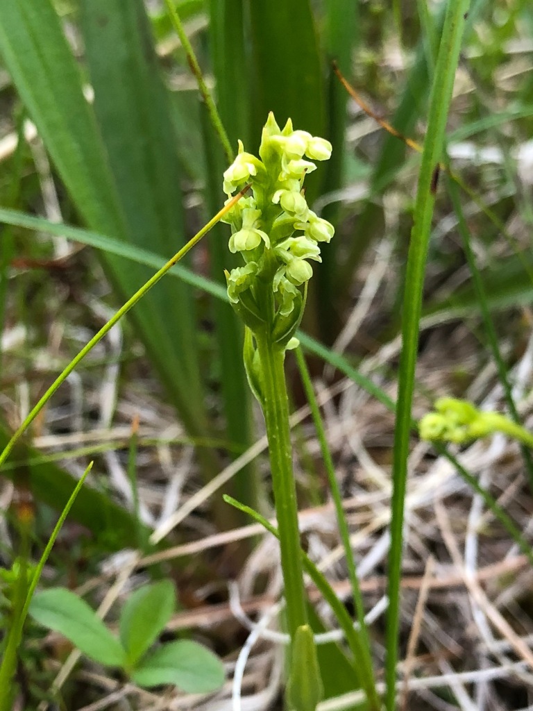 Platanthera chorisiana