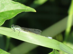 Ischnura verticalis