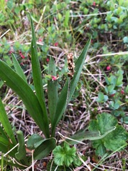 Plantago macrocarpa