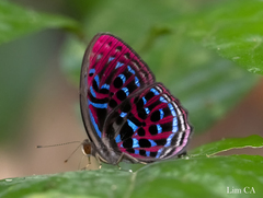 Paralaxita damajanti
