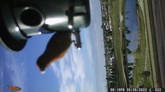 Haemorhous mexicanus