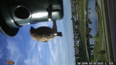 Haemorhous mexicanus