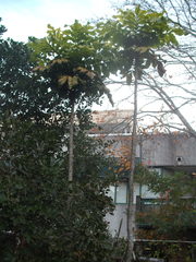 Davidsonia jerseyana