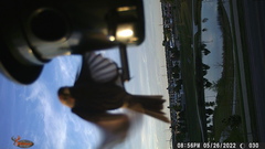 Haemorhous mexicanus