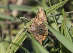 Euclidia glyphica