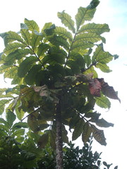 Davidsonia jerseyana