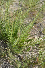 Liatris punctata mucronata