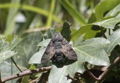 Macroglossum stellatarum