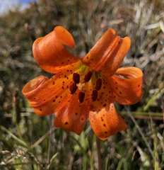 Lilium maritimum