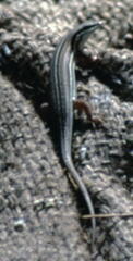 Eutropis bibronii