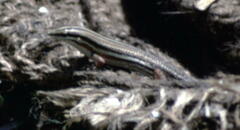 Eutropis bibronii