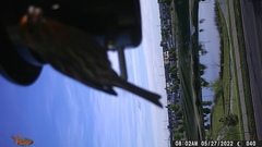 Haemorhous mexicanus