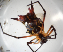 Micrathena kirbyi