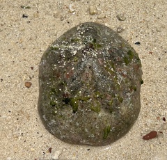 Clypeaster rosaceus
