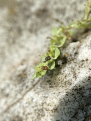Callitriche terrestris