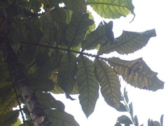 Davidsonia jerseyana