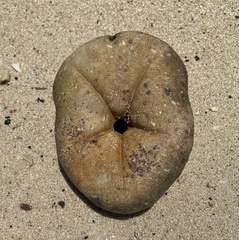 Clypeaster rosaceus