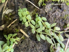 Callitriche terrestris