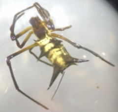 Micrathena kirbyi